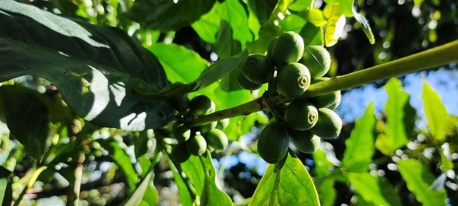 Arabica Coffee Arabica Coffee