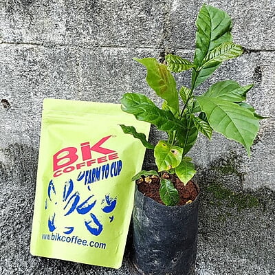 BIK COFFEE 100%Pure Robusta BIK COFFEE 100%Pure Robusta